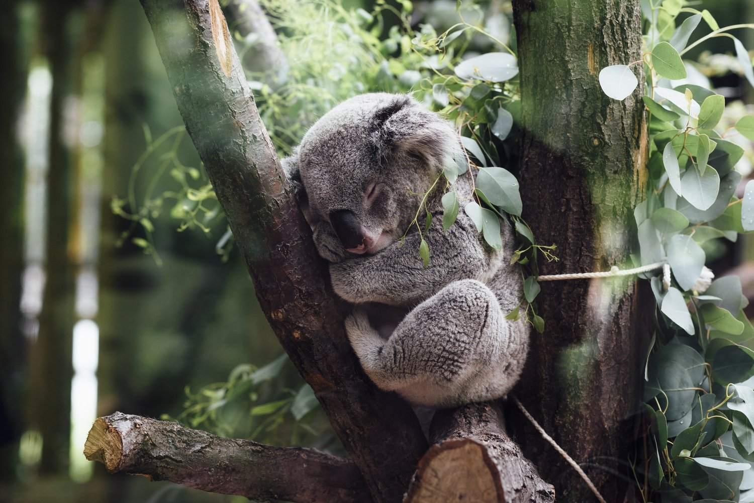 A koala sleeping in a tree